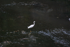 Egretta garzetta
