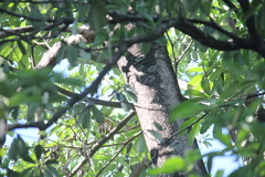 Todiramphus chloris