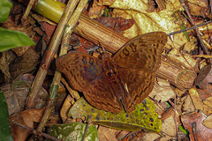 Euryphura chalcis