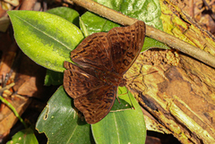 Euryphura chalcis