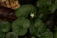 Geophila