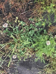 Trifolium repens