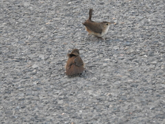 Troglodytes aedon inquietus