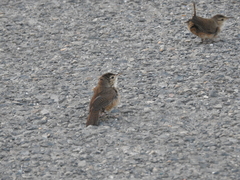 Troglodytes aedon inquietus