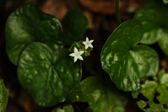 Geophila