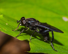 Chalcosyrphus chalybeus