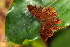 Junonia gregorii