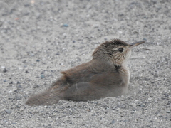 Troglodytes aedon inquietus