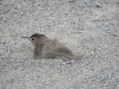 Troglodytes aedon inquietus