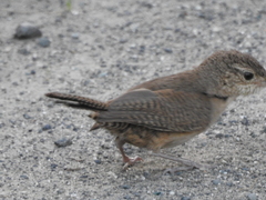 Troglodytes aedon inquietus