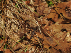 Phanogomphus lividus