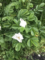 Rosa rugosa