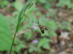 Nemophora degeerella