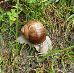 Helix pomatia
