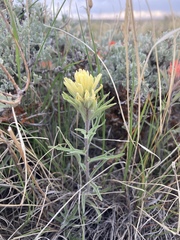 Castilleja angustifolia