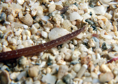 Phoxocampus belcheri