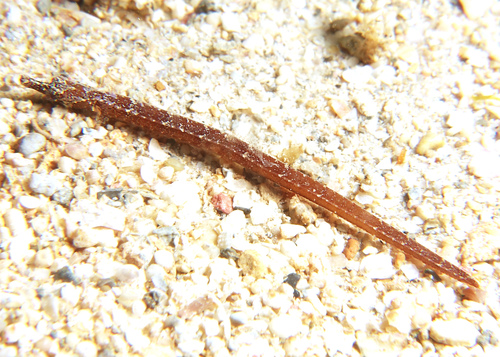 Black rock pipefish (Phoxocampus belcheri) — Syngnathidae — 4