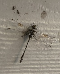 Gomphaeschna antilope