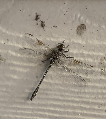 Taper-tailed Darner photo 4