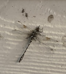 Gomphaeschna antilope