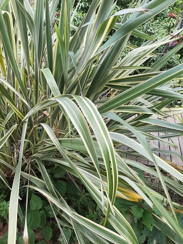 Phormium tenax
