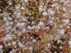 Sedum caeruleum