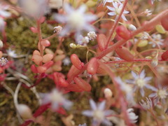 Sedum caeruleum