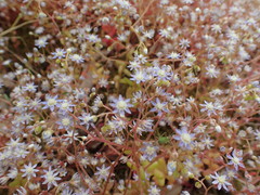 Sedum caeruleum
