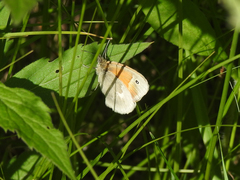 Coenonympha