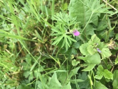 Geranium dissectum