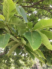 Castanea sativa