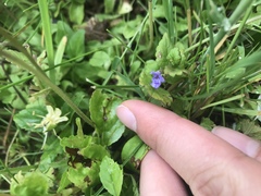 Glechoma hederacea