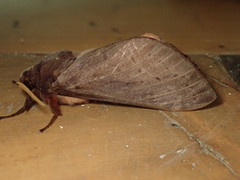 Oxycanus silvanus