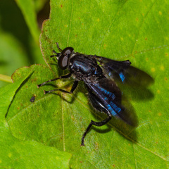 Chalcosyrphus chalybeus