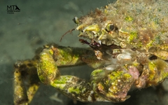 Leptomithrax gaimardii