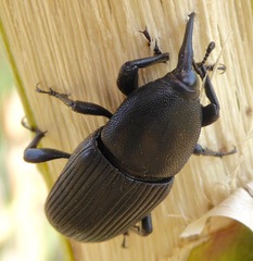 Scyphophorus yuccae