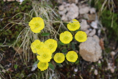 Ranunculus macauleyi