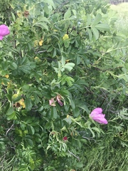 Rosa rugosa