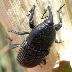Scyphophorus yuccae