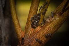 Eurymeloides bicincta