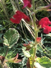 Salvia roemeriana