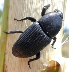 Scyphophorus yuccae