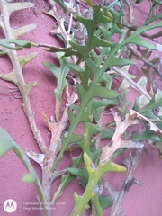 Selenicereus anthonyanus