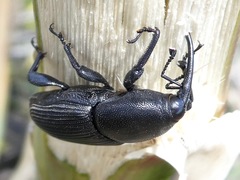 Scyphophorus yuccae