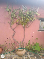 Selenicereus anthonyanus