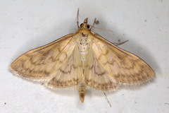 Paratalanta pandalis