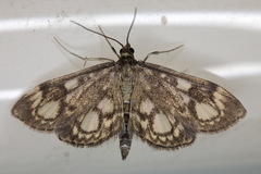 Anania coronata