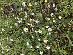 Bellis perennis
