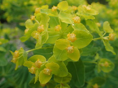 Helioscopia