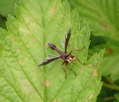 Physocephala burgessi